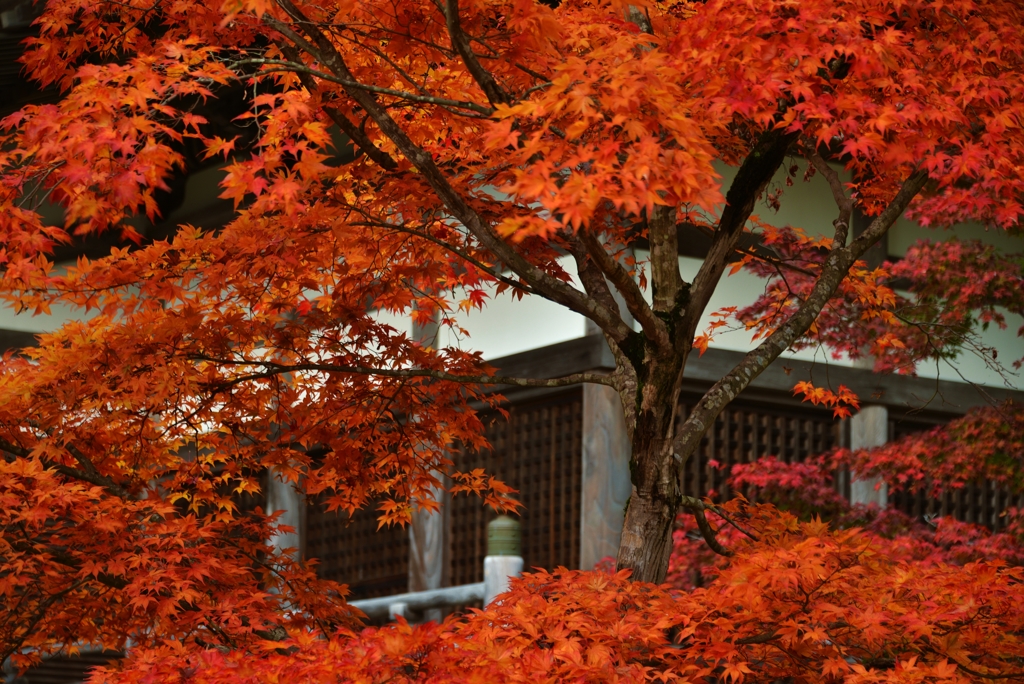 額縁紅葉