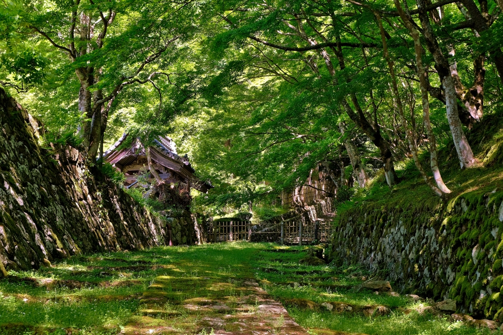 巡礼の新緑参道