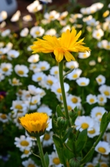 我が家の花　キンセンカとノースポール