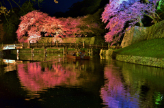 彦根城大手門夜桜