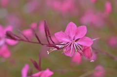我が家の花　ガウラ・マーヤ