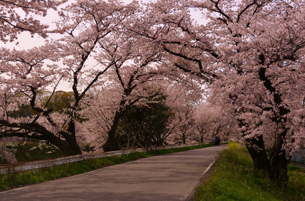 桜並木