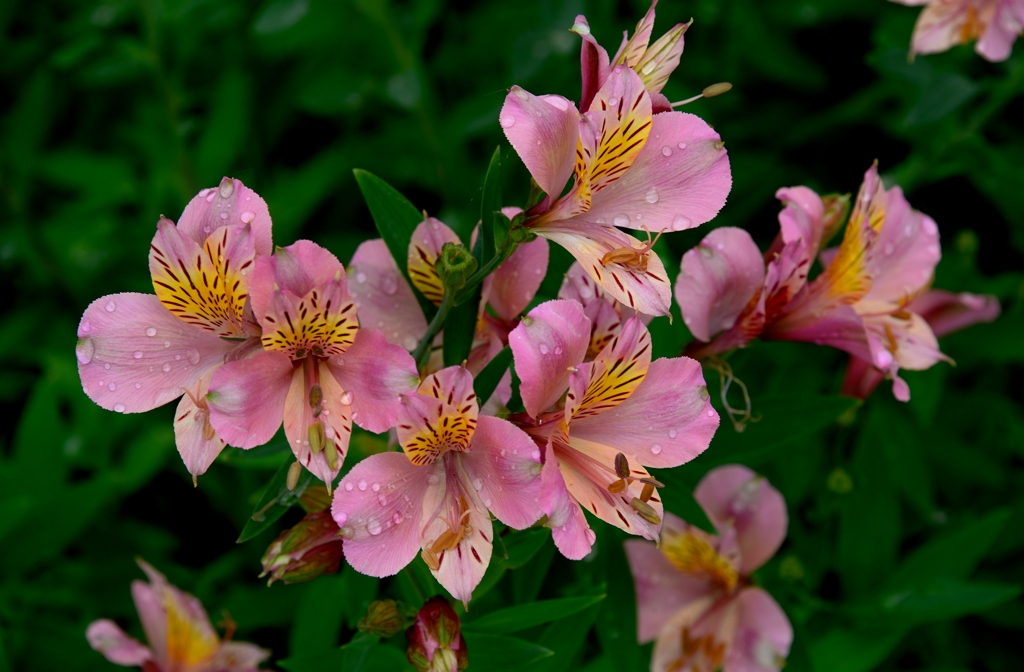 我が家の花　アルストロメリア