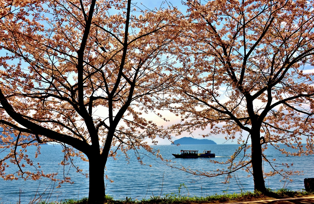 桜木立