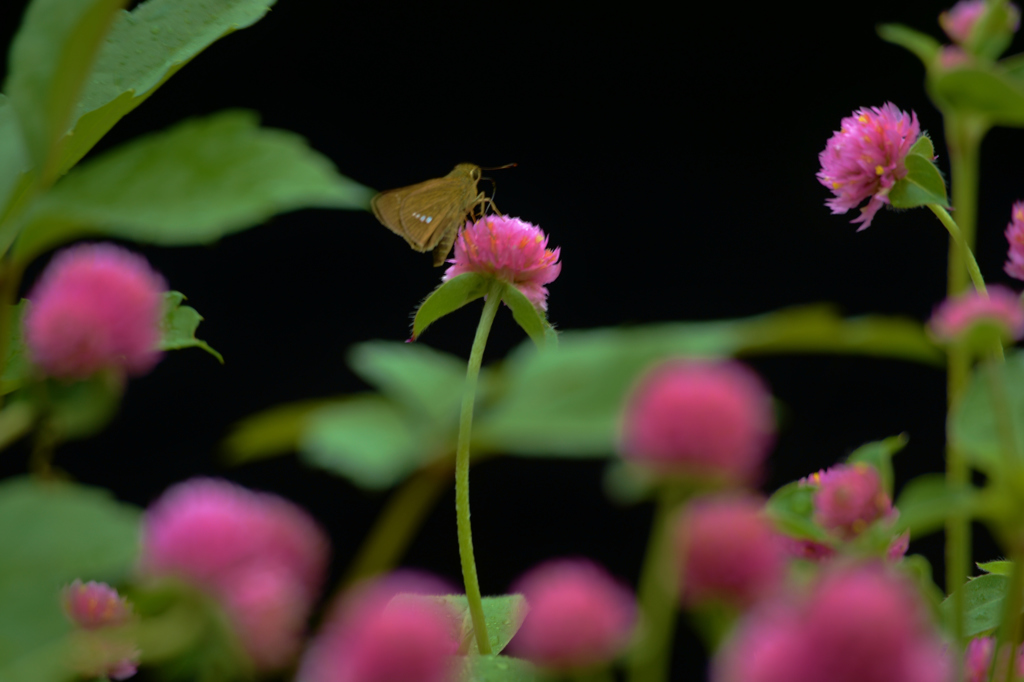 我が家の花　秋シリーズ　4－3