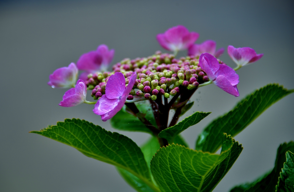 我が家の花　紫陽花　Ⅴ