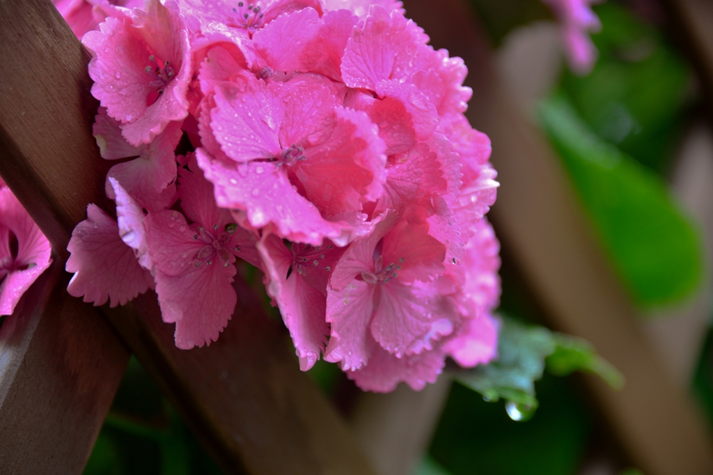 紫陽花雨情