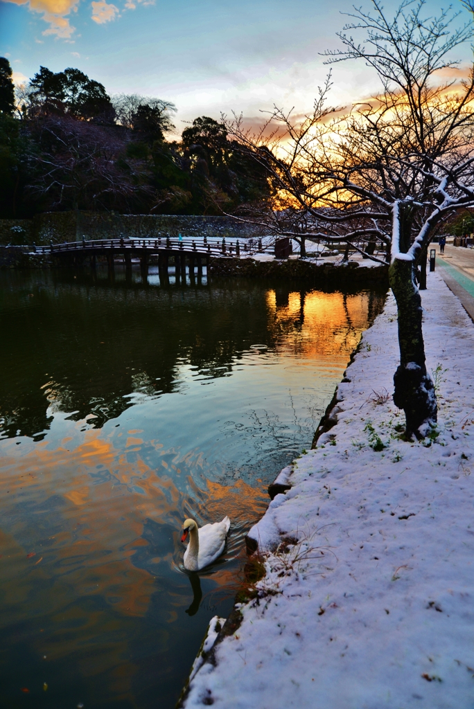 朝の彦根城濠端