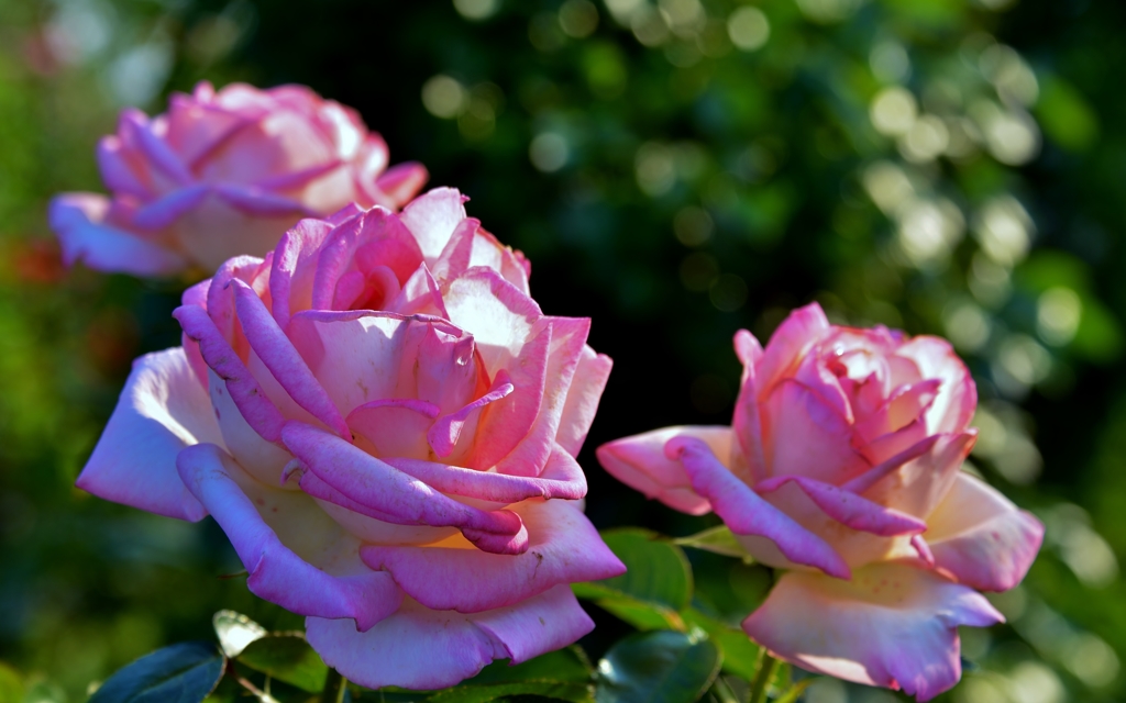しとやか（Pink Rose）
