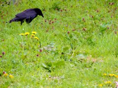カラスの春