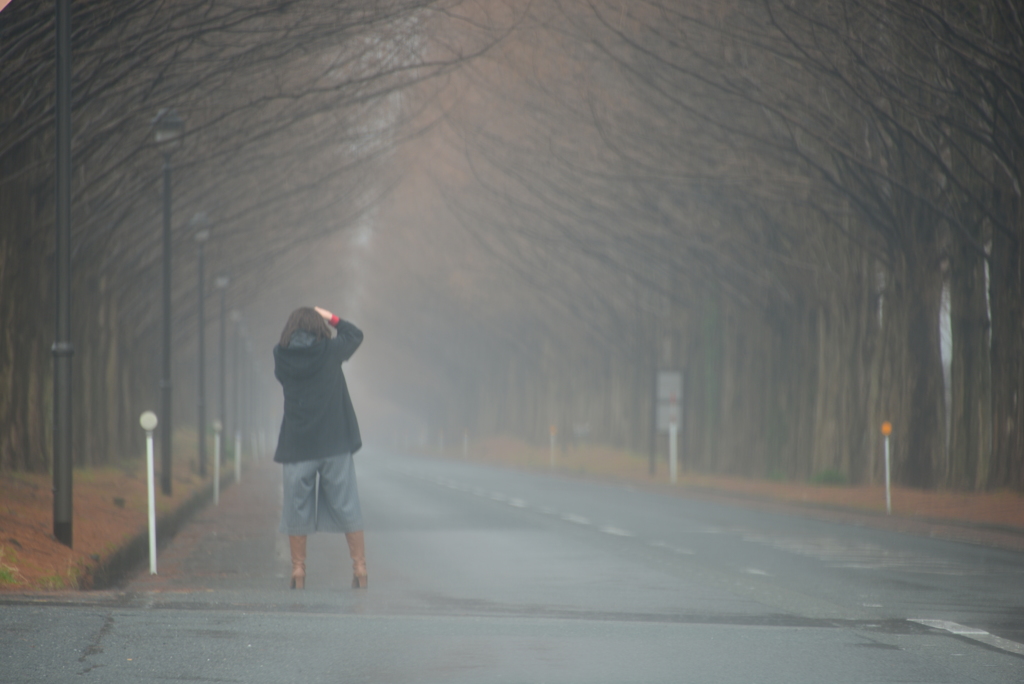 冬ソナのマキノメタセコイア並木道