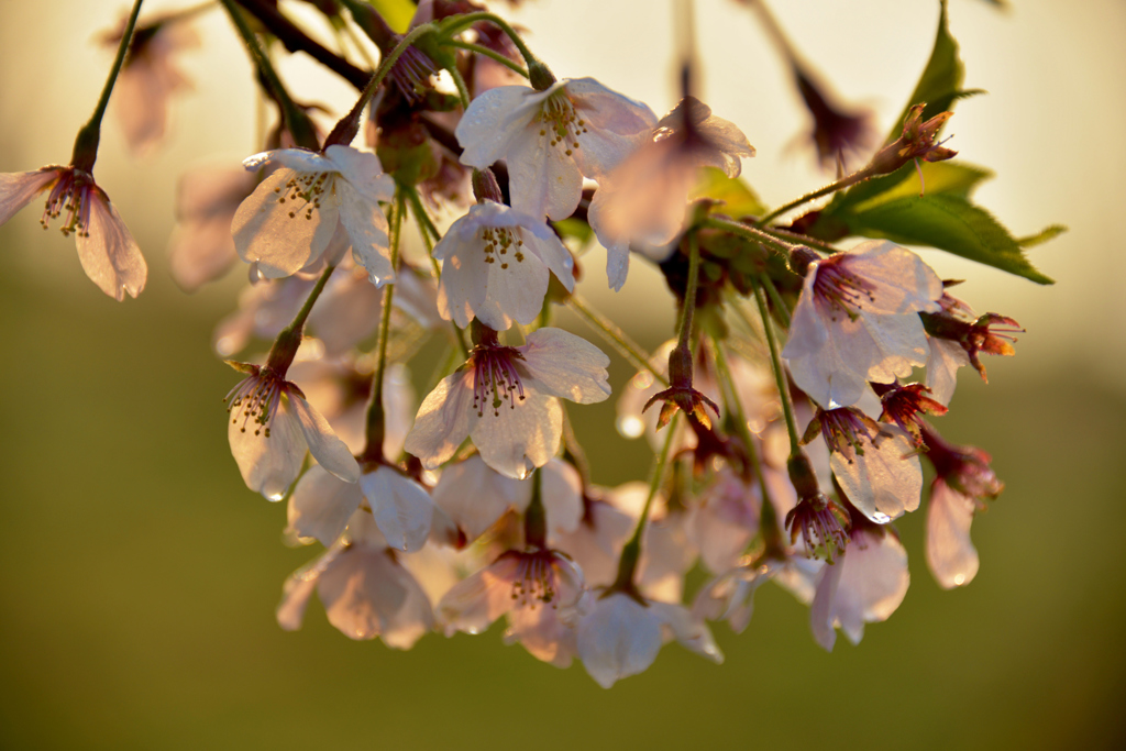 残桜