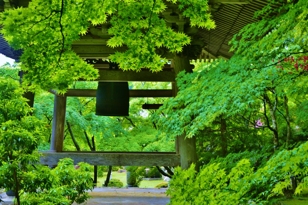 新緑の古刹東光寺　Ⅴ