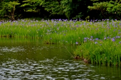 平池のカキツバタ　5