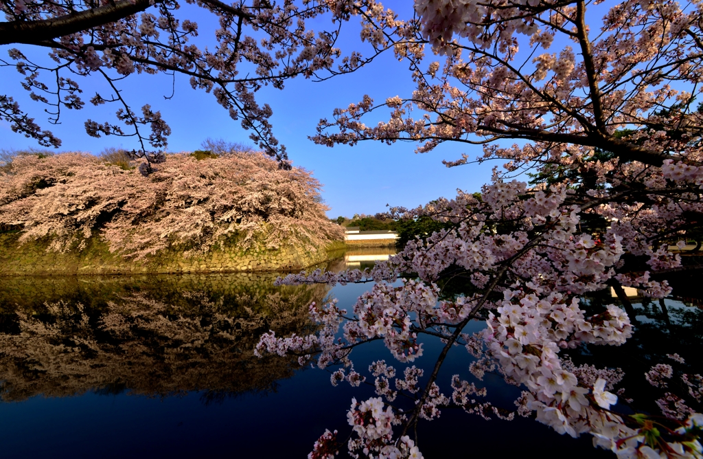 彦根城濠端桜　9-4