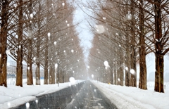 雪降るマキノメタセコイア並木道