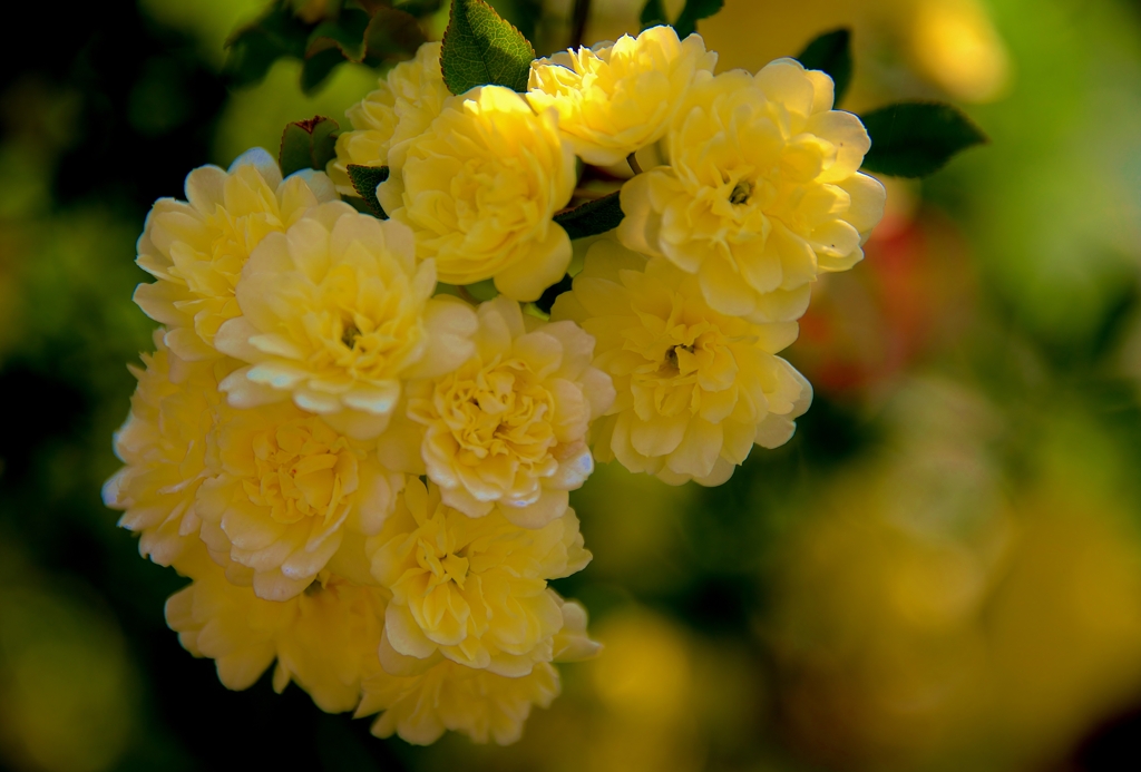 我が家の花　モッコウバラ