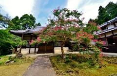 近江の名刹・青岸寺　本堂と百日紅
