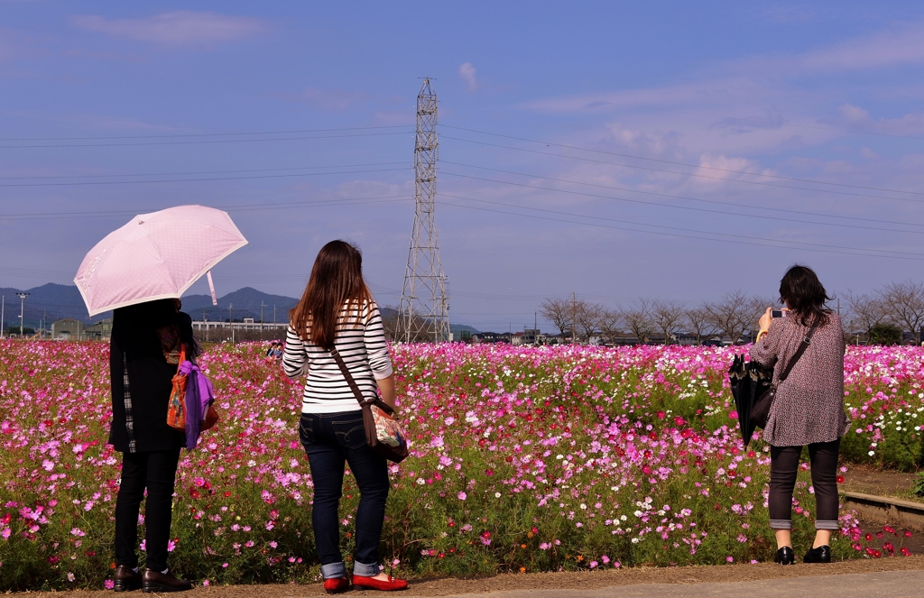 秋桜に魅せらて