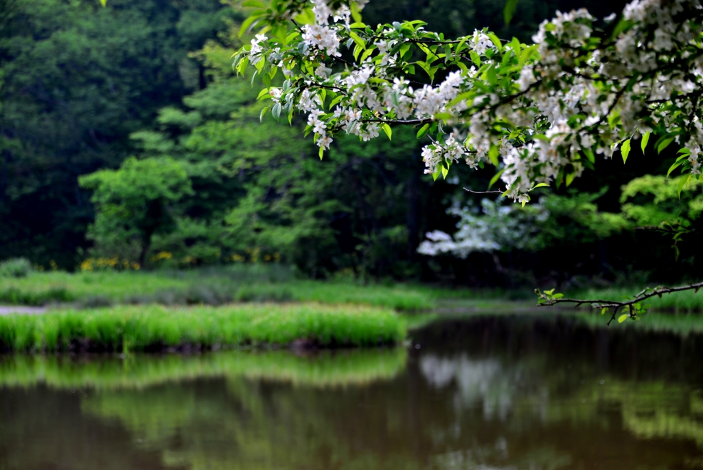 平池の初夏