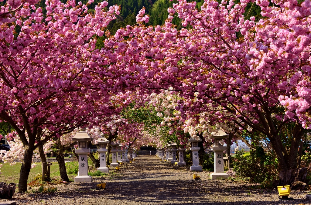 参道桜トンネル