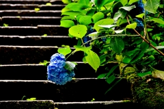 梅雨紫陽花