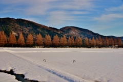 マキノの冬景