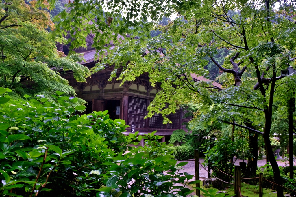 深緑の金剛輪寺本堂