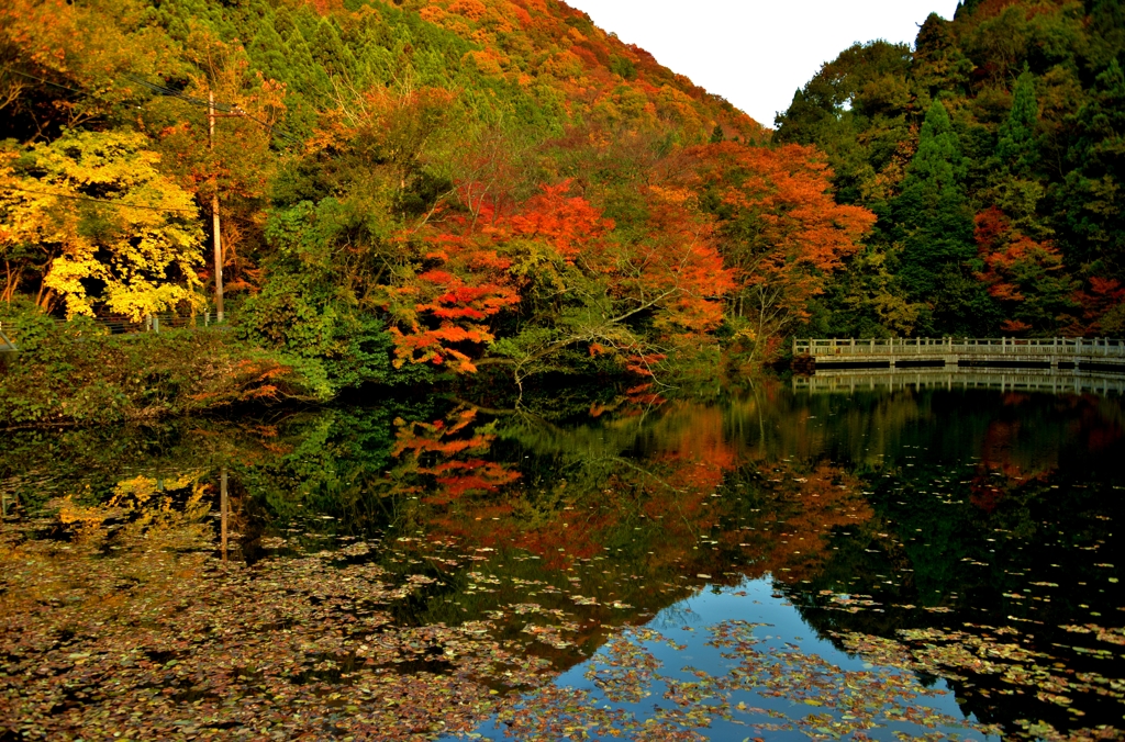 晩秋のもみじ池