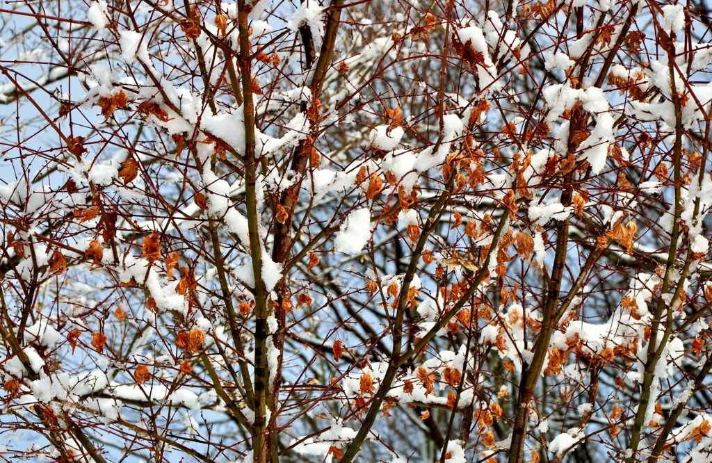 雪枝枯葉