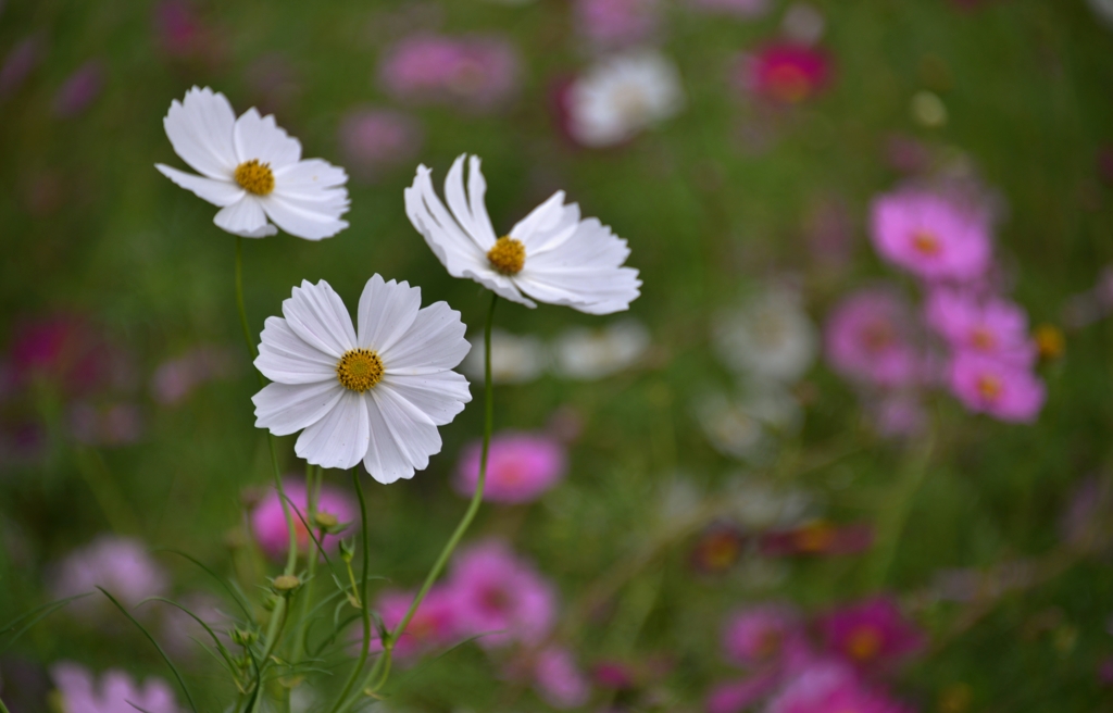 White cosmos