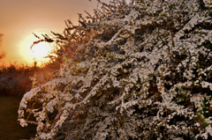 夕照雪柳