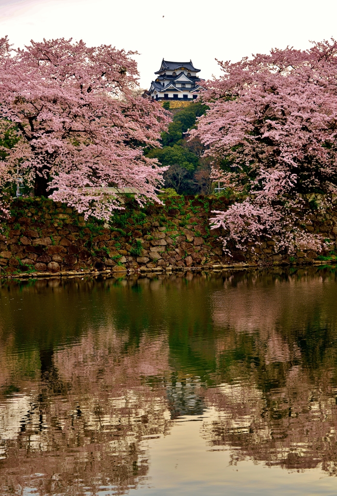 彦根城花曇り