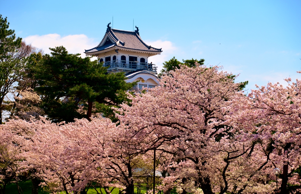 長浜城の桜