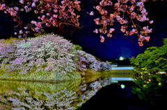 濠端夜桜