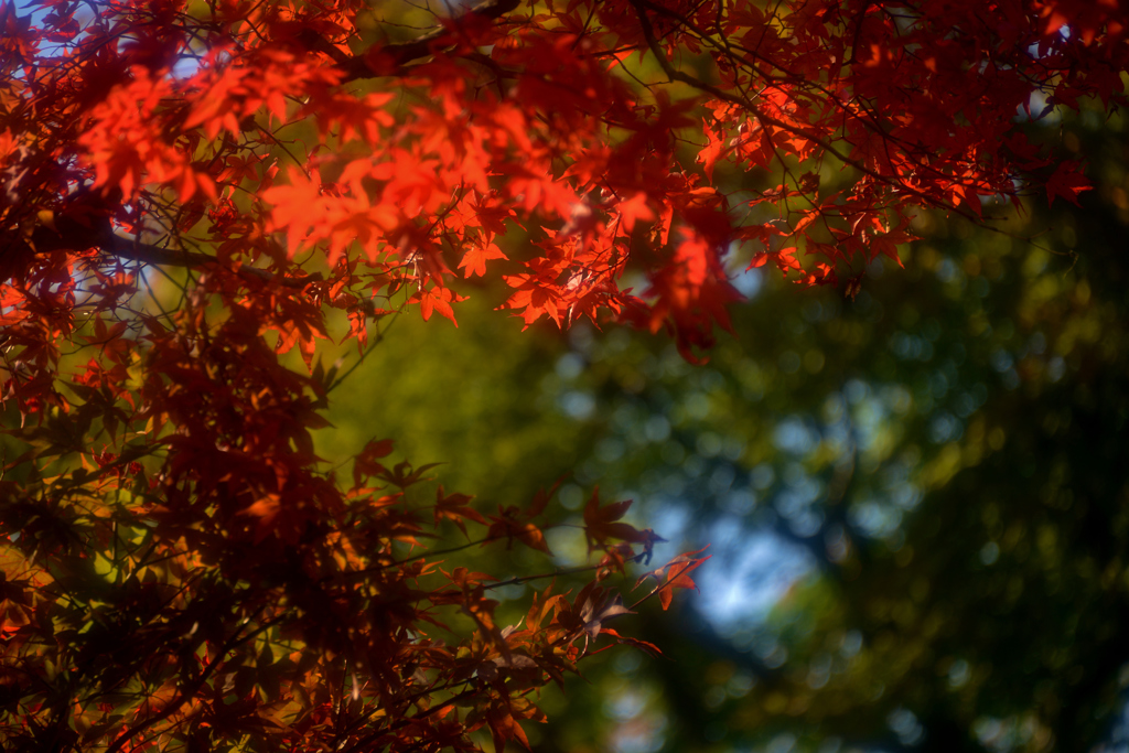 紅さす楓