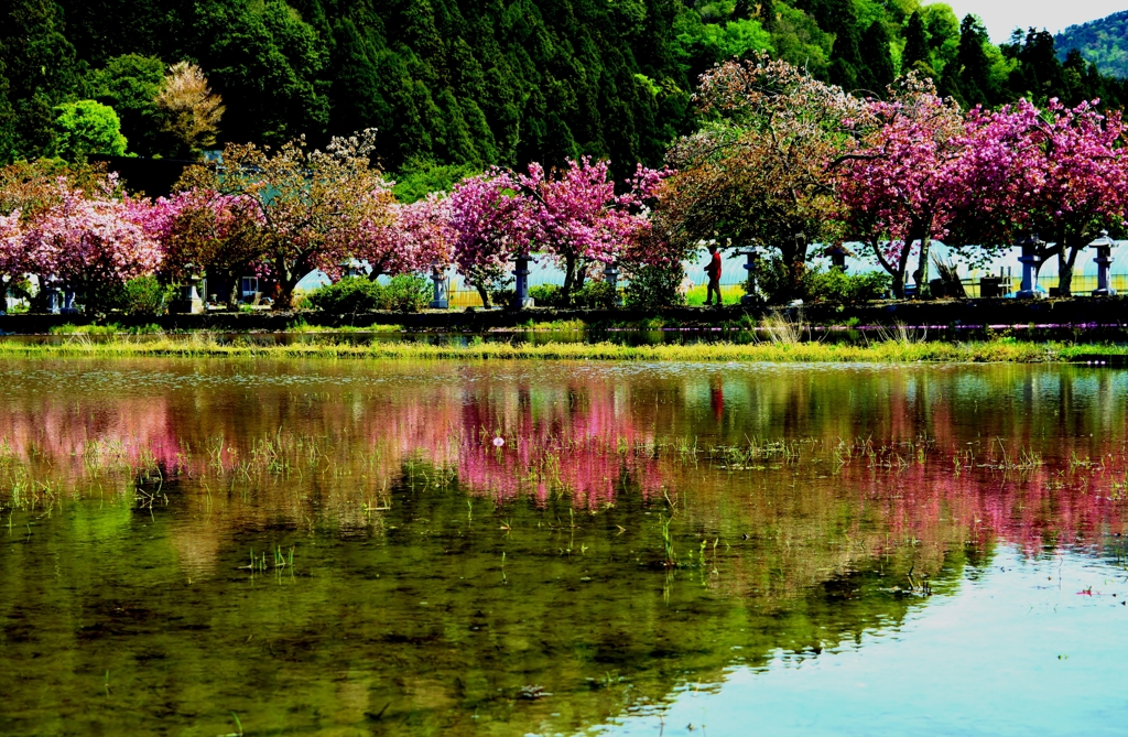 水田の八重写し桜