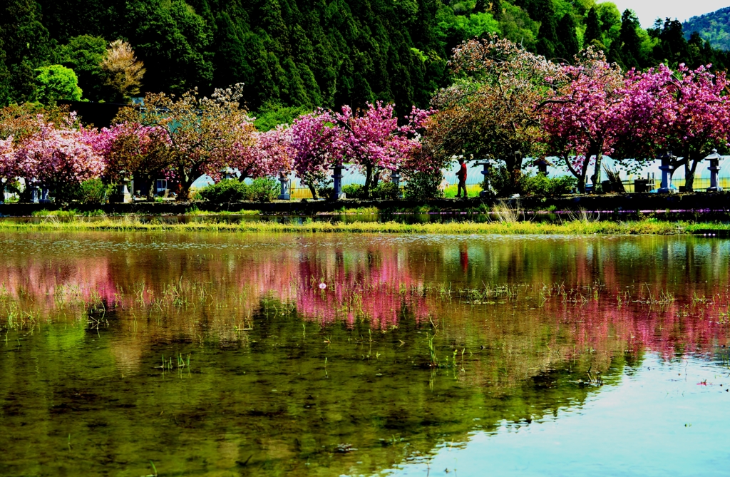 水田の八重写し桜