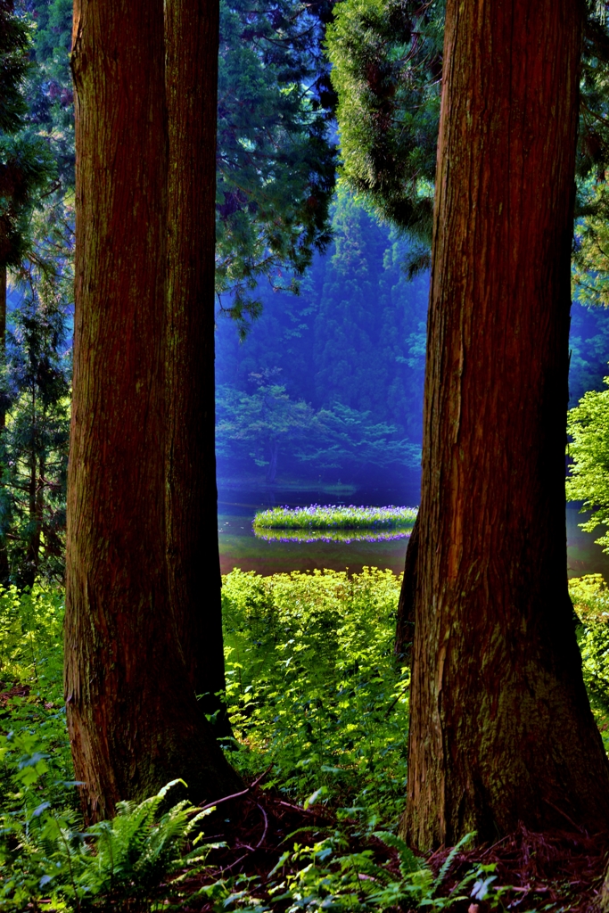 垣間見るカキツバタ