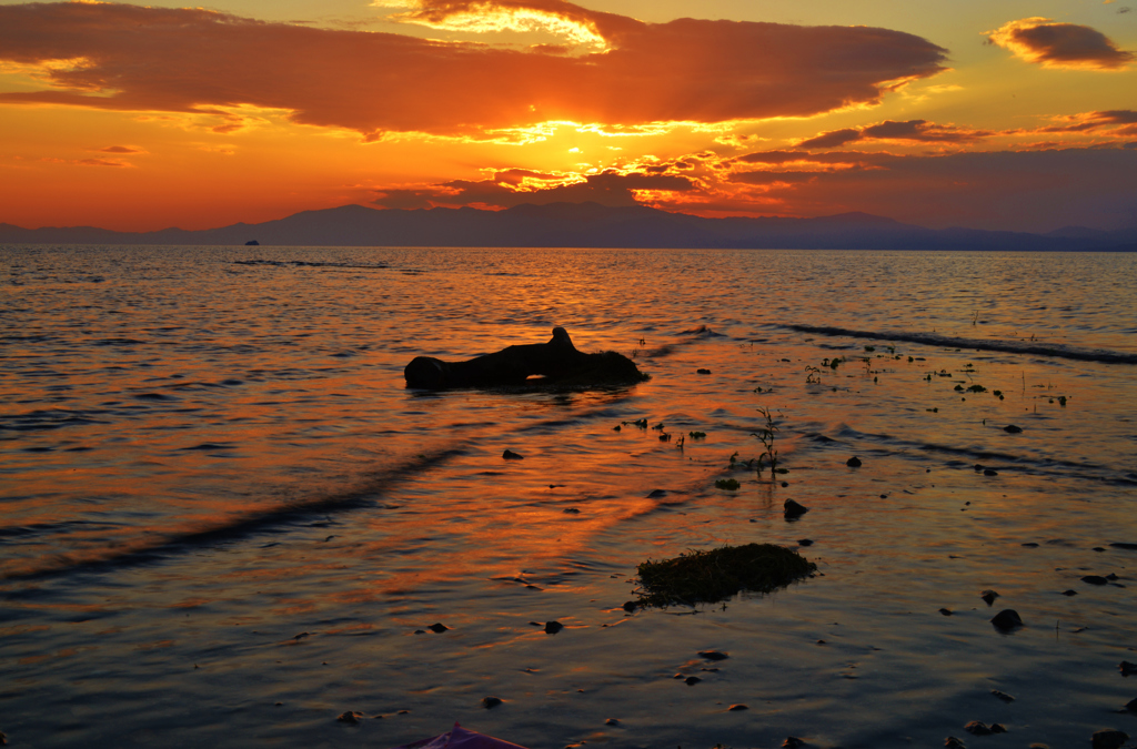 夕日の流木