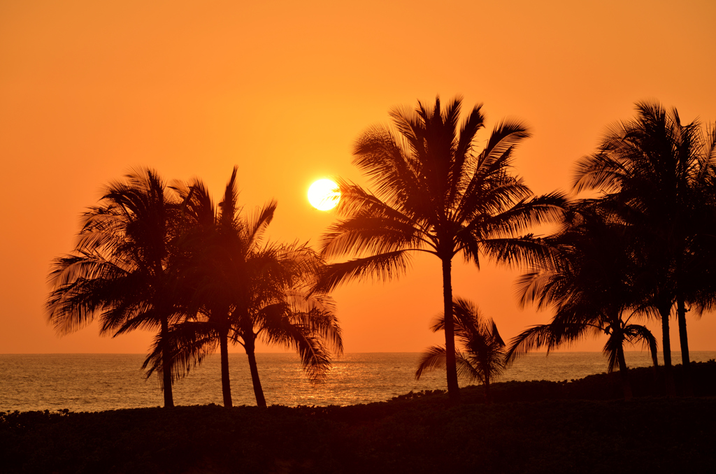 Suset of palm trees