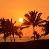 Suset of palm trees