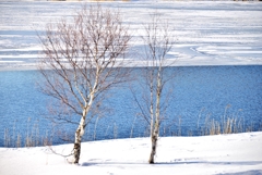 冬湖畔　～白樺湖～