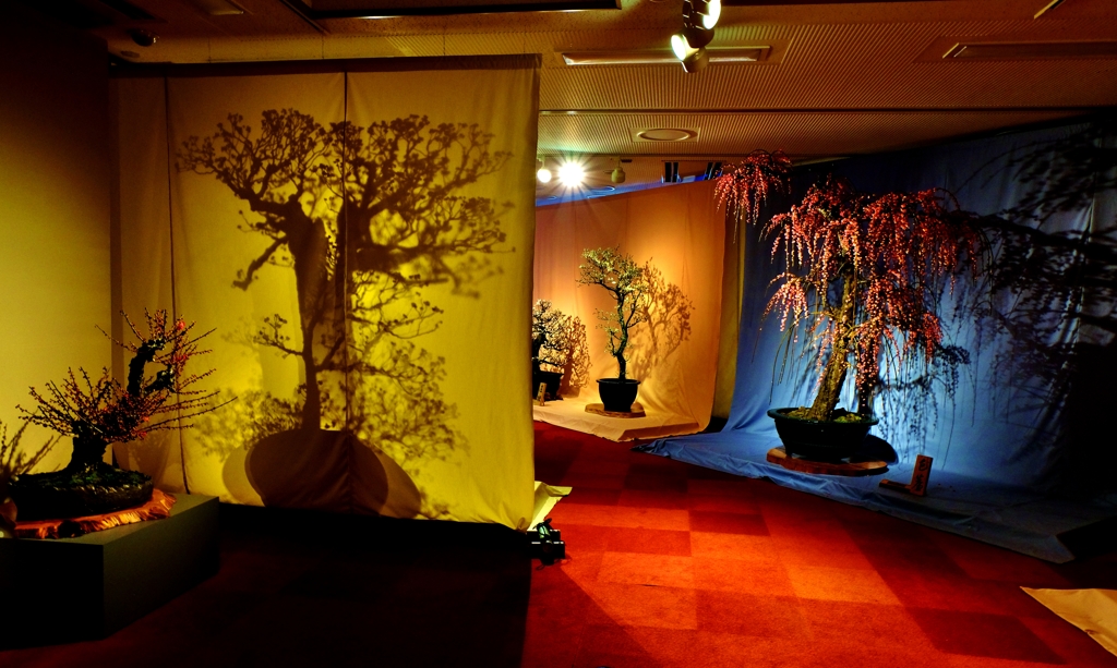 盆梅展