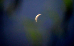 水田に写る月