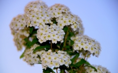 我が家の花　小手毬