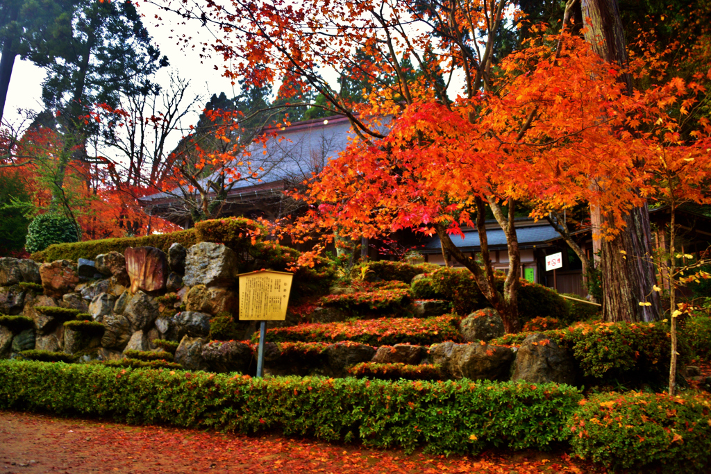 石道寺紅葉