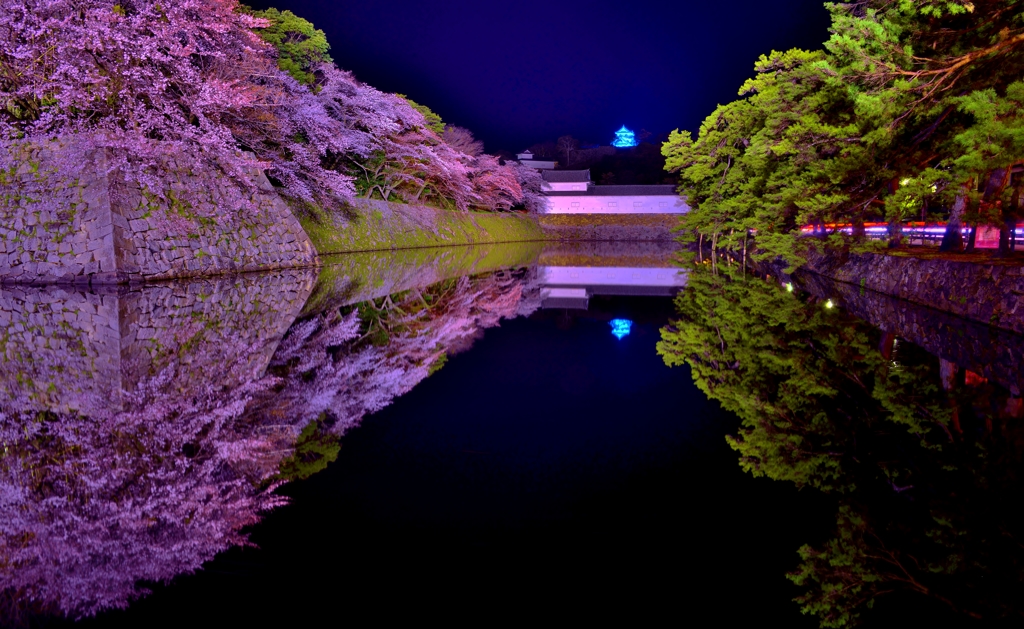 彦根城濠端夜桜