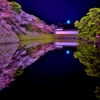 彦根城濠端夜桜