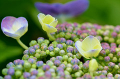 紫陽花の妖精